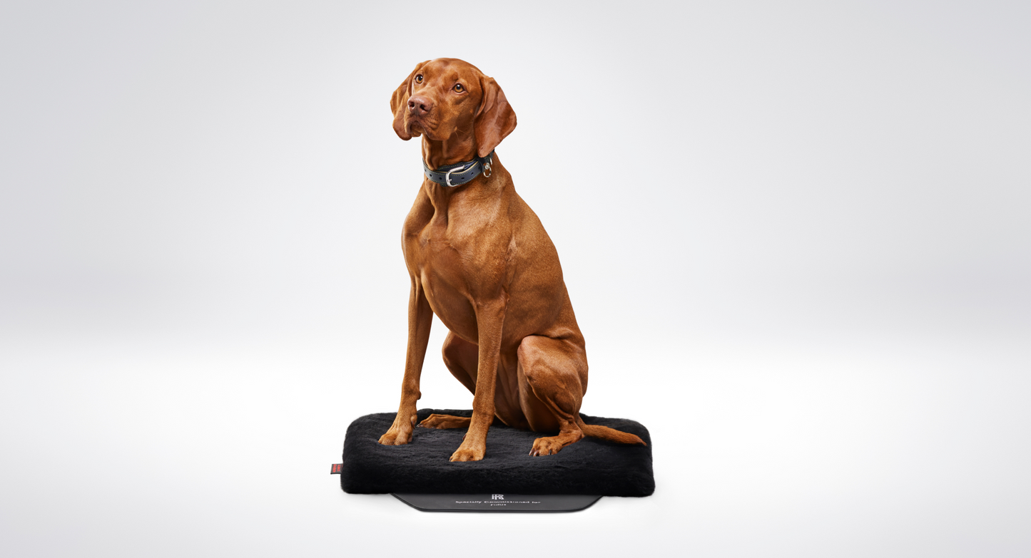 PET SEAT MAT